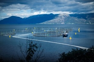 salmon farming photo